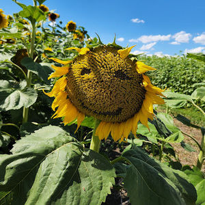 Meet your Posher, Indica